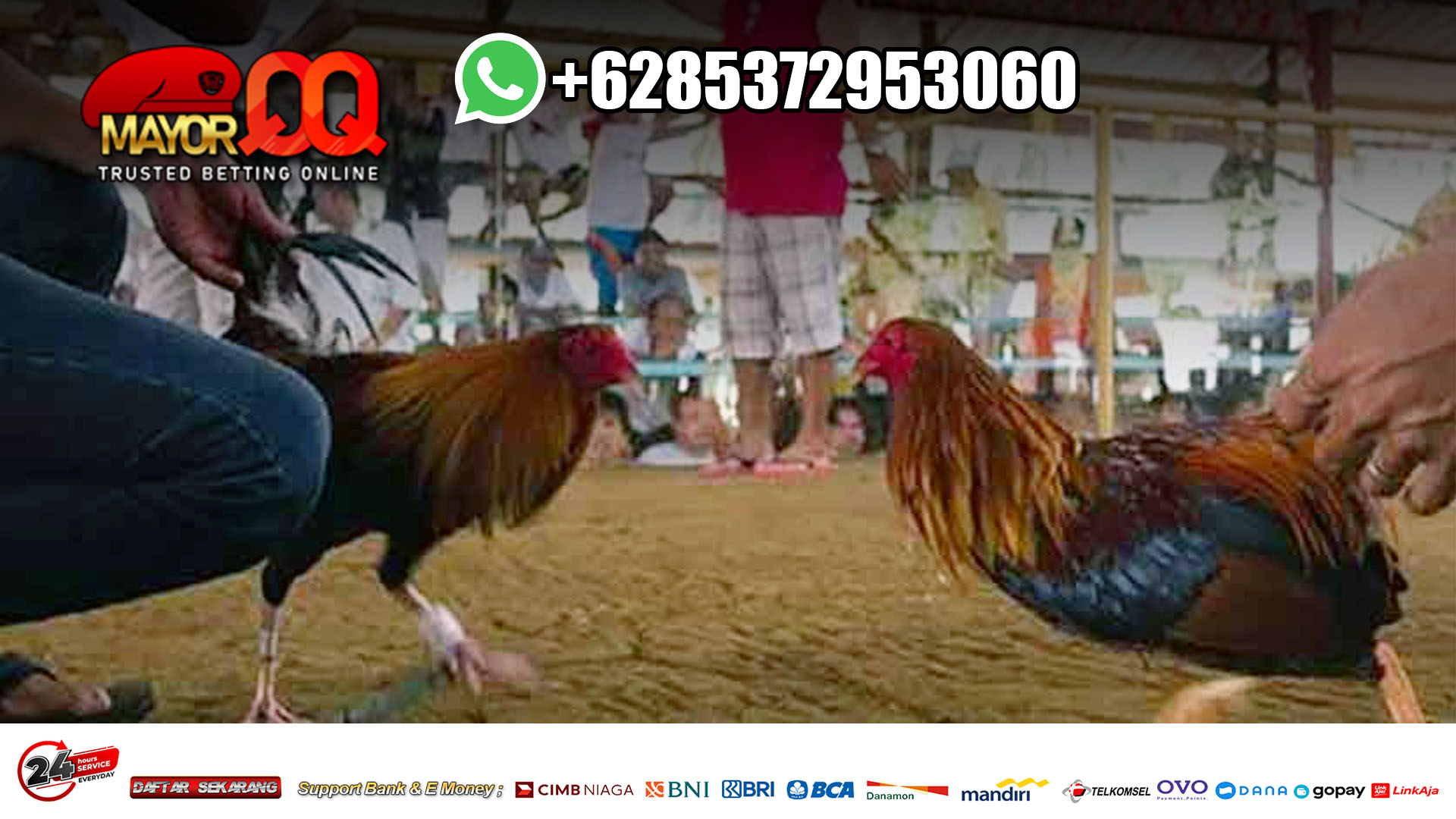 Live Sabung Ayam Pakai Taji Pisau SV388 - Burnatonce