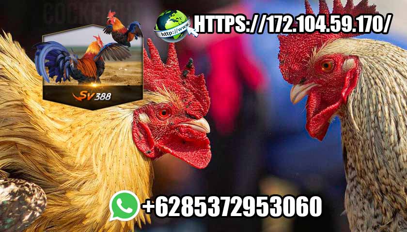 Sabung Ayam Online Situs Burnatonce Terbaik Indonesia